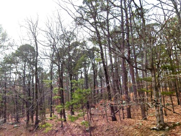 SOLD – 0.29 Acres of Arkansas Treed Mountain Land for Sale Near Lakes