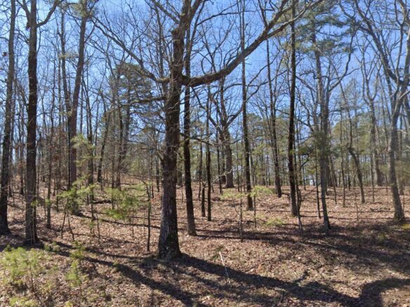 SOLD – 0.24 Acres Treed Land for Sale with Mountain View in Arkansas