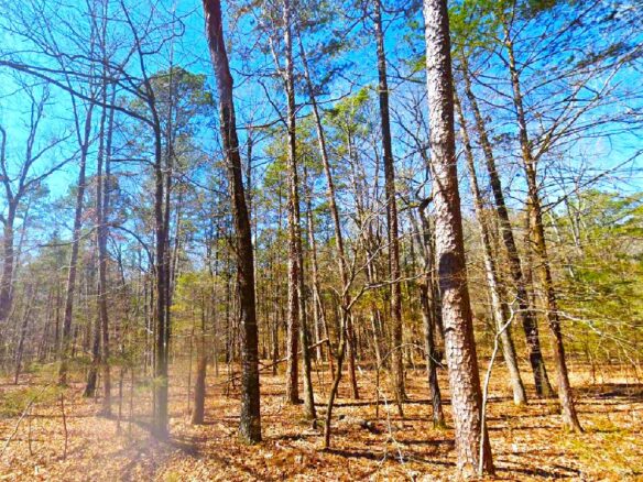 SOLD – 0.27-Acre Land for Sale in Mountain View Arkansas