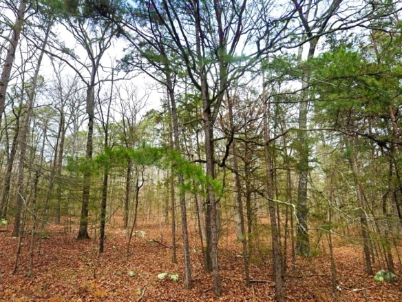 0.47-Acre Land for Sale in Mountain View Arkansas