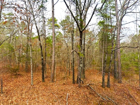 SOLD- 0.33-Acre Treed land for sale in Arkansas with water