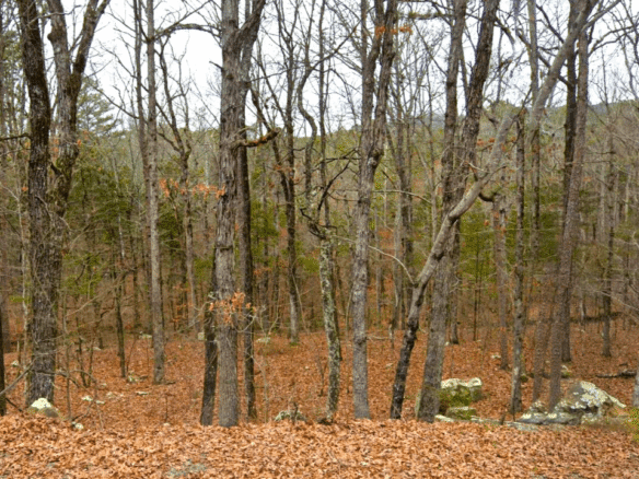 SOLD – 0.27-Acre Treed lot & Lake Views in Arkansas Land for Sale