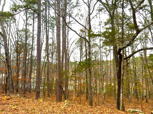 SOLD – 0.24-Acre Treed, Lake and Mountain view Arkansas Land for Sale