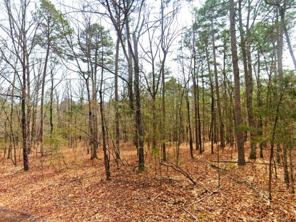 0.26-Acre Cheap Land for Sale in Arkansas Ozarks