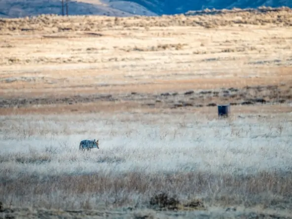 How to Buy Hunting Land with No Money Down