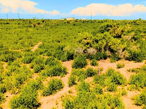 1.25 Acres Beautiful Land to Build with Mountain View