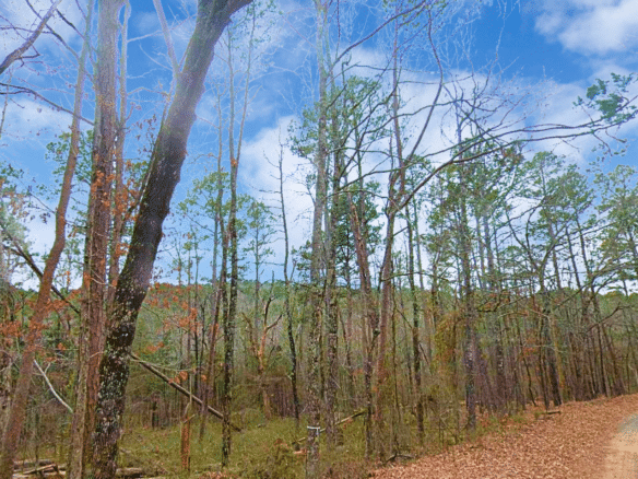 SOLD – 0.27 Acres of Arkansas Treed Mountain Land for Sale Near Lakes