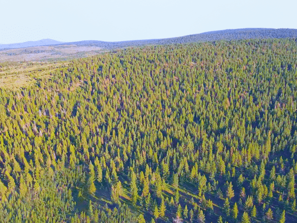 1.84-Acre Wooded Lot for Sale in Alturas, CA