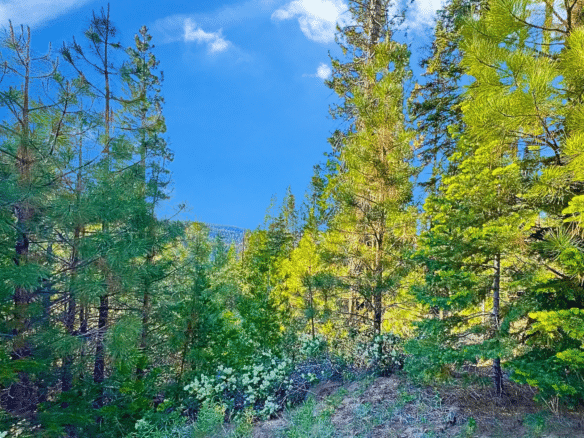 1.84-Acre Wooded Lot for Sale in Alturas, CA