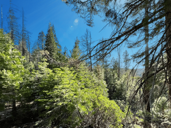 1.84-Acre Wooded Lot for Sale in Alturas, CA