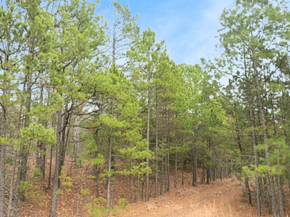 Privacy, Serenity, and Lake Views: 0.27 Acres Lot Ideal to Build/Retreat