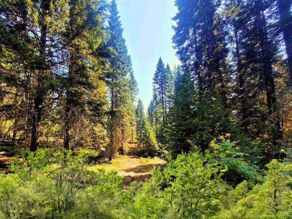 Perfect Camping or Cabin Spot – 0.92 Acres for Sale in Likely, CA