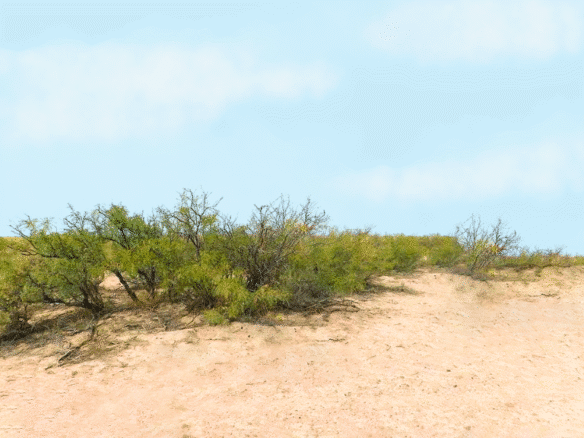 RV, Farm, Camp, or Build – Half-Acre Deming, NM 88030