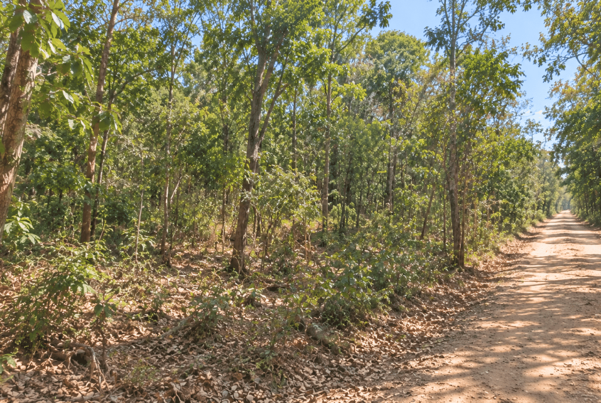 Wooded 0.12 Acres For Sale in Williford, AR! 100% Unrestricted!