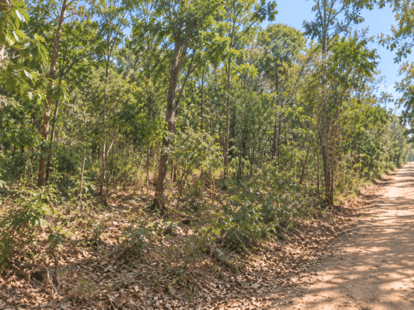 Wooded 0.12 Acres For Sale in Williford, AR! 100% Unrestricted!