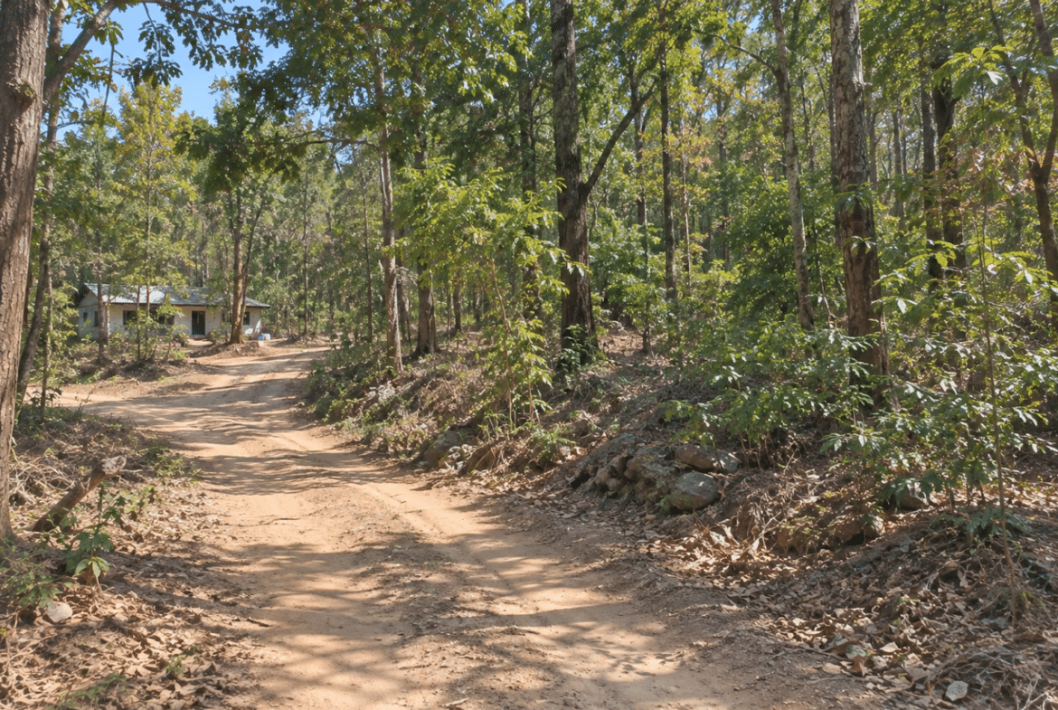 Wooded 0.12 Acres For Sale in Williford, AR! 100% Unrestricted!