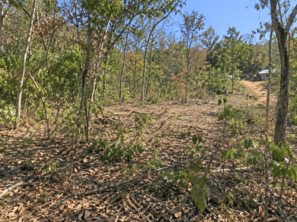 Wooded 0.12 Acres For Sale in Williford, AR! 100% Unrestricted!