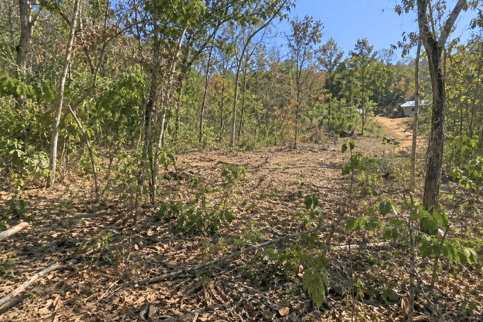 12 Wooded 0.12 Acres For Sale in Williford, AR! 100% Unrestricted!