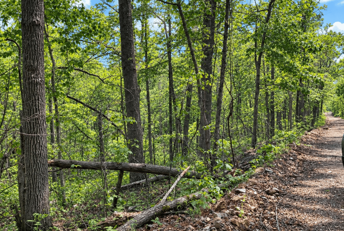 Wooded 0.12 Acres For Sale in Williford, AR! 100% Unrestricted!