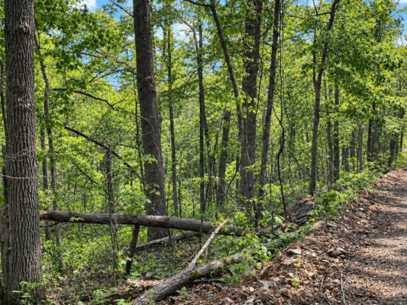 Wooded 0.12 Acres For Sale in Williford, AR! 100% Unrestricted!