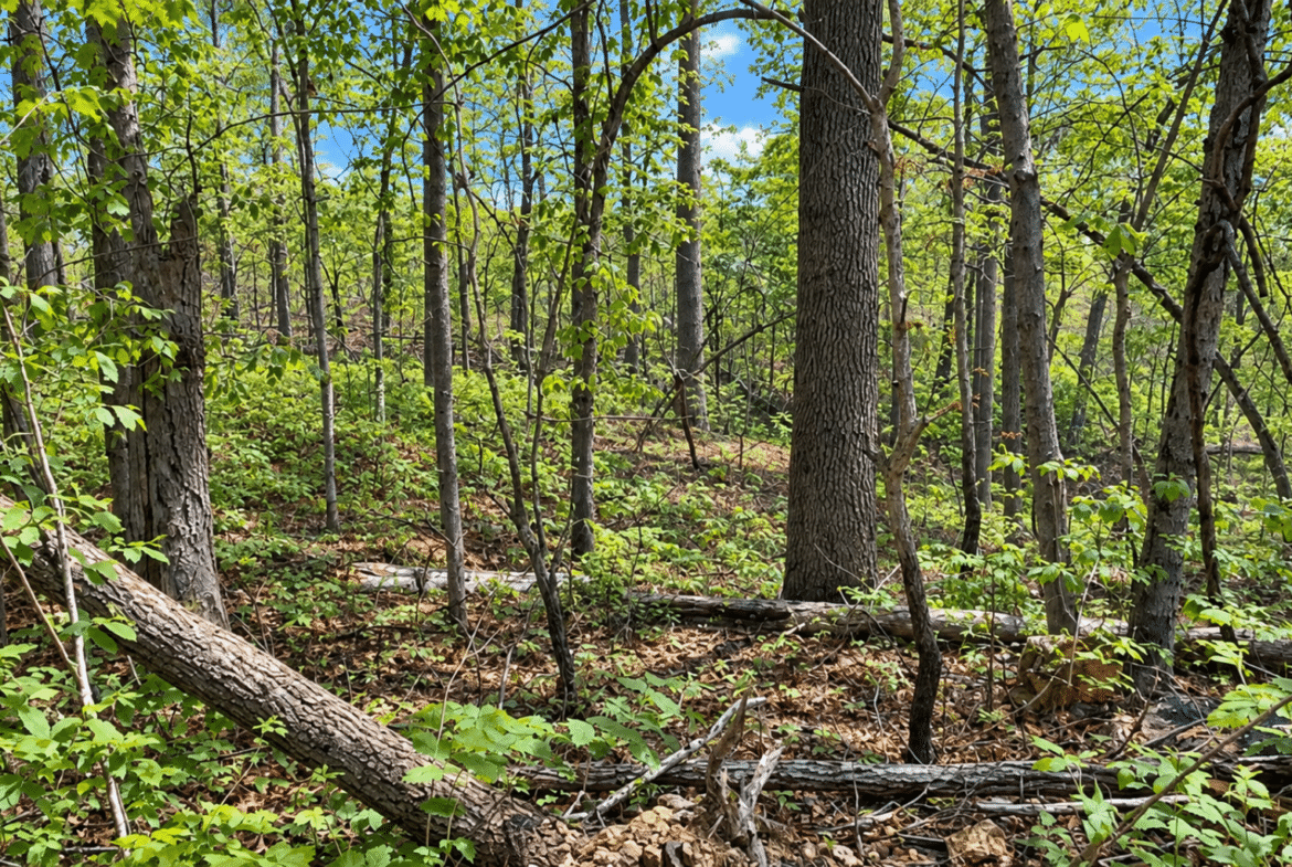 Wooded 0.12 Acres For Sale in Williford, AR! 100% Unrestricted!