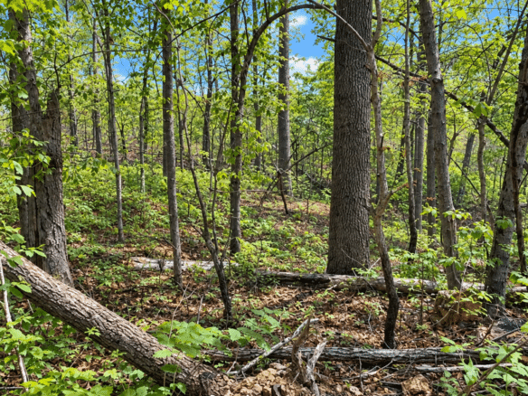 Wooded 0.12 Acres For Sale in Williford, AR! 100% Unrestricted!