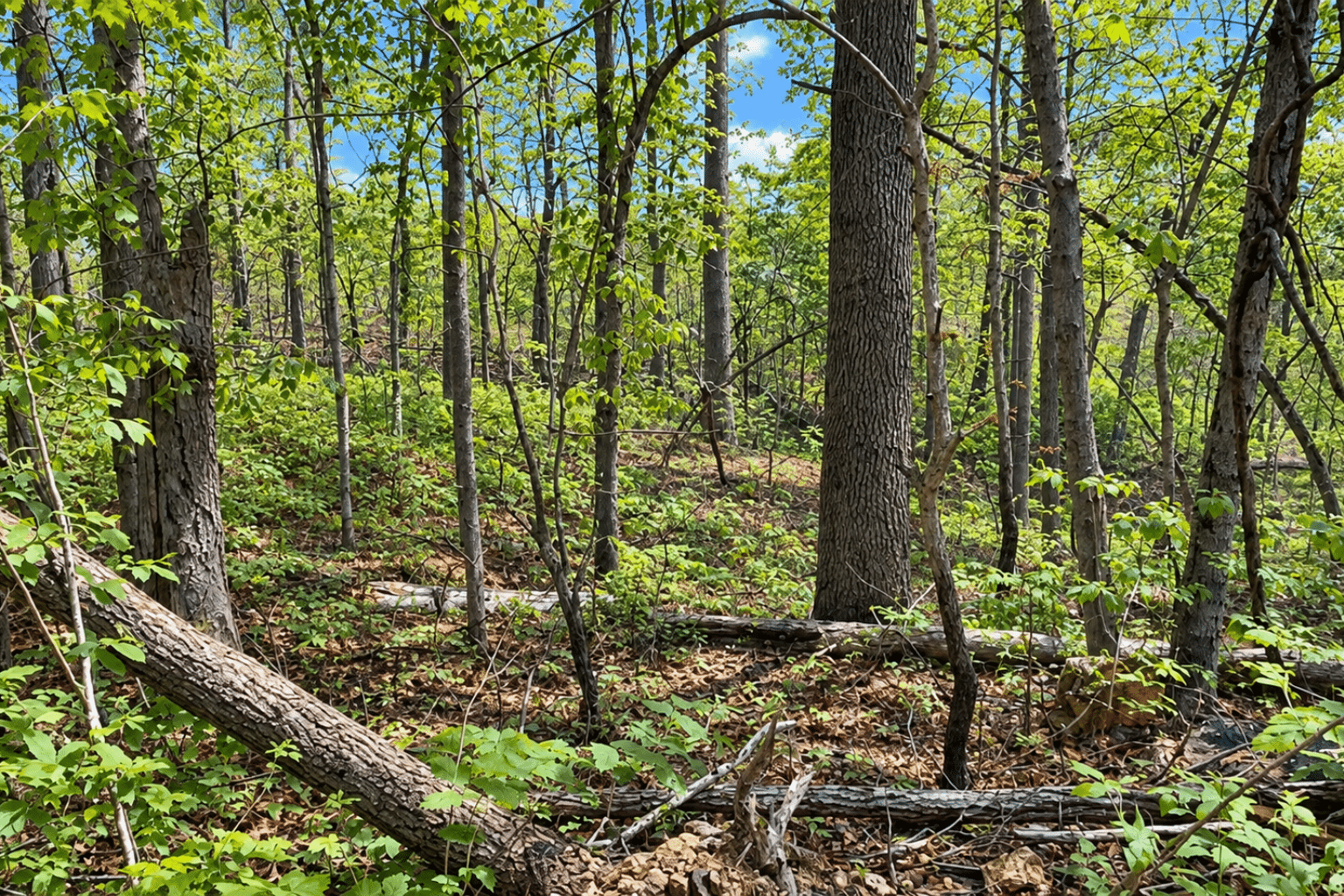 18 Wooded 0.12 Acres For Sale in Williford, AR! 100% Unrestricted!
