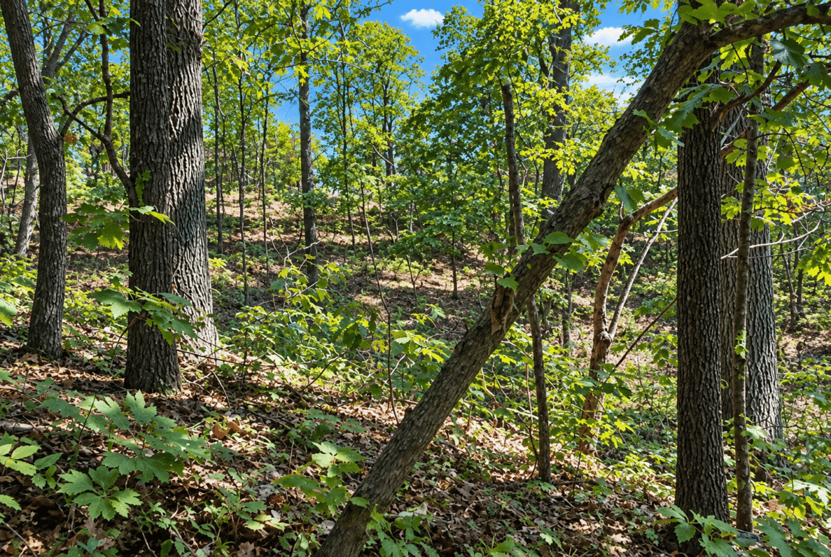 Wooded 0.12 Acres For Sale in Williford, AR! 100% Unrestricted!