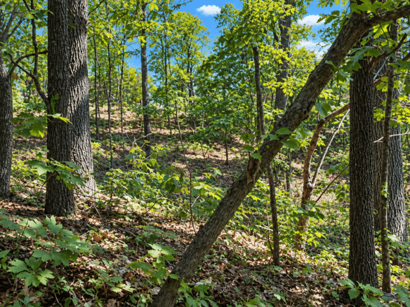 Wooded 0.12 Acres For Sale in Williford, AR! 100% Unrestricted!