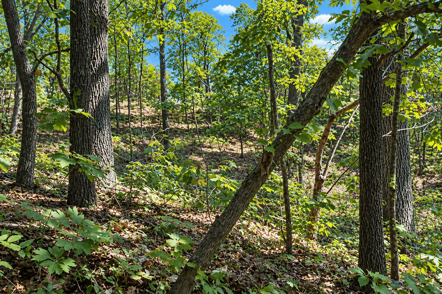 19 Wooded 0.12 Acres For Sale in Williford, AR! 100% Unrestricted!
