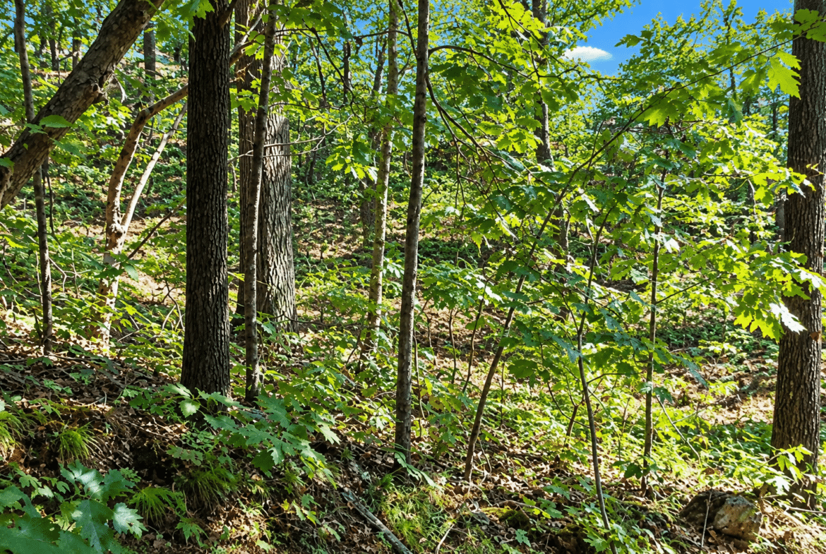 Wooded 0.12 Acres For Sale in Williford, AR! 100% Unrestricted!