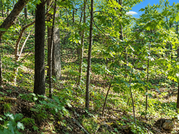 Wooded 0.12 Acres For Sale in Williford, AR! 100% Unrestricted!