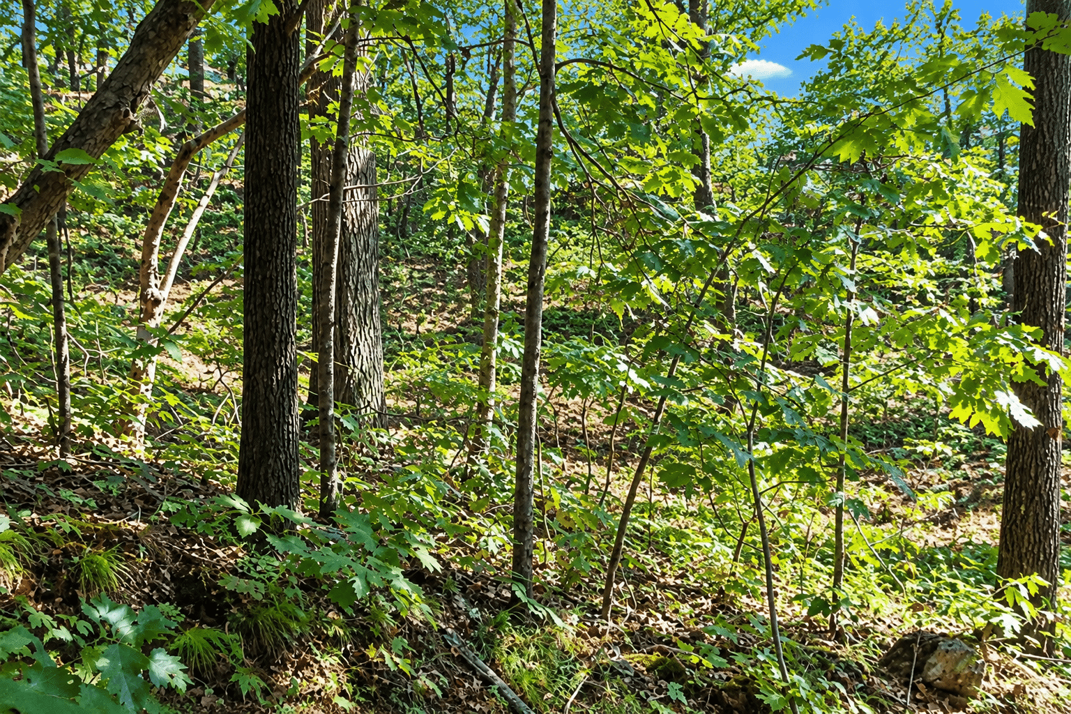 20 Wooded 0.12 Acres For Sale in Williford, AR! 100% Unrestricted!