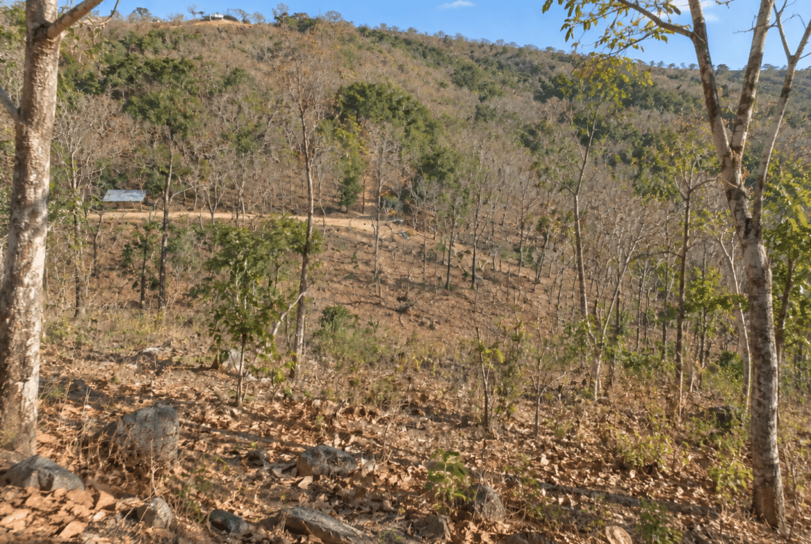 Wooded 0.12 Acres For Sale in Williford, AR! 100% Unrestricted!