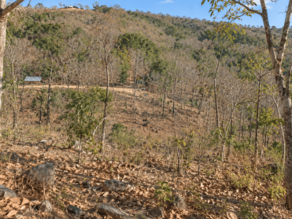 Wooded 0.12 Acres For Sale in Williford, AR! 100% Unrestricted!