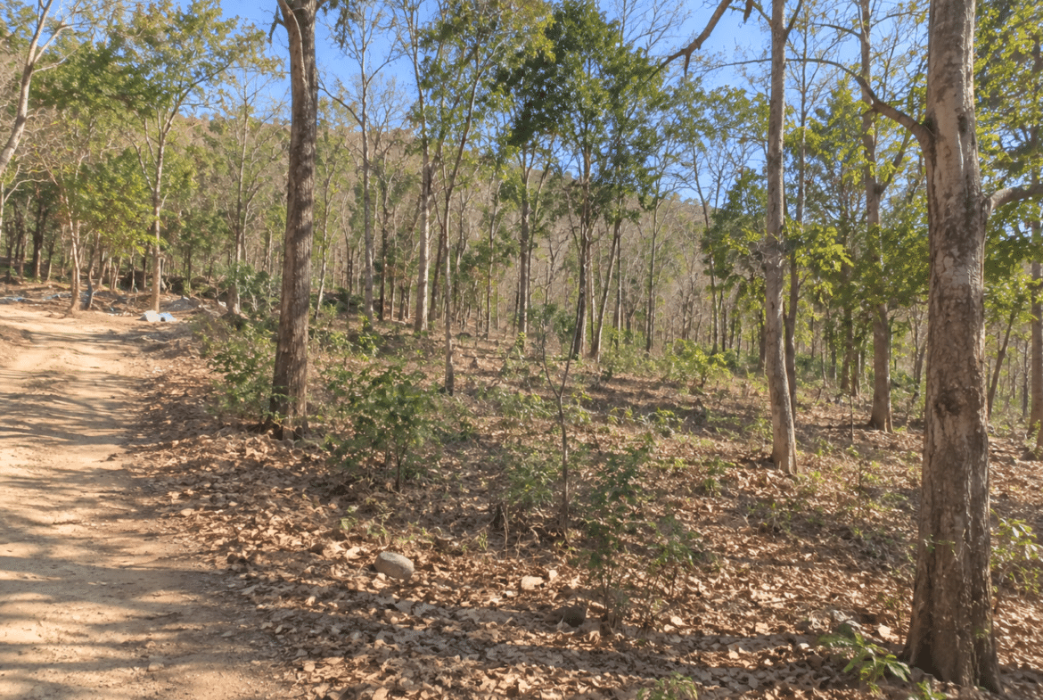 Wooded 0.12 Acres For Sale in Williford, AR! 100% Unrestricted!