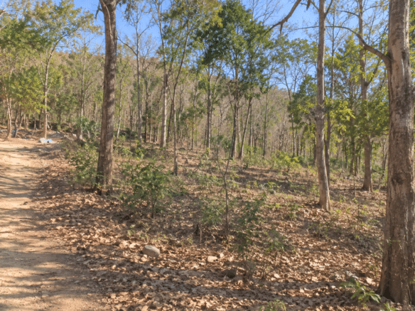 Wooded 0.12 Acres For Sale in Williford, AR! 100% Unrestricted!