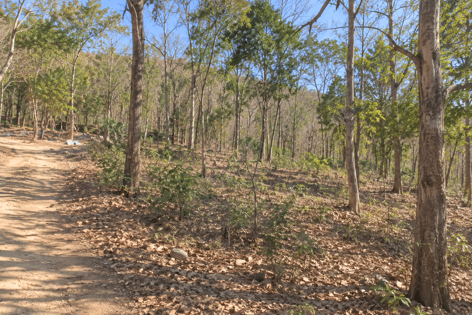 7 Wooded 0.12 Acres For Sale in Williford, AR! 100% Unrestricted!