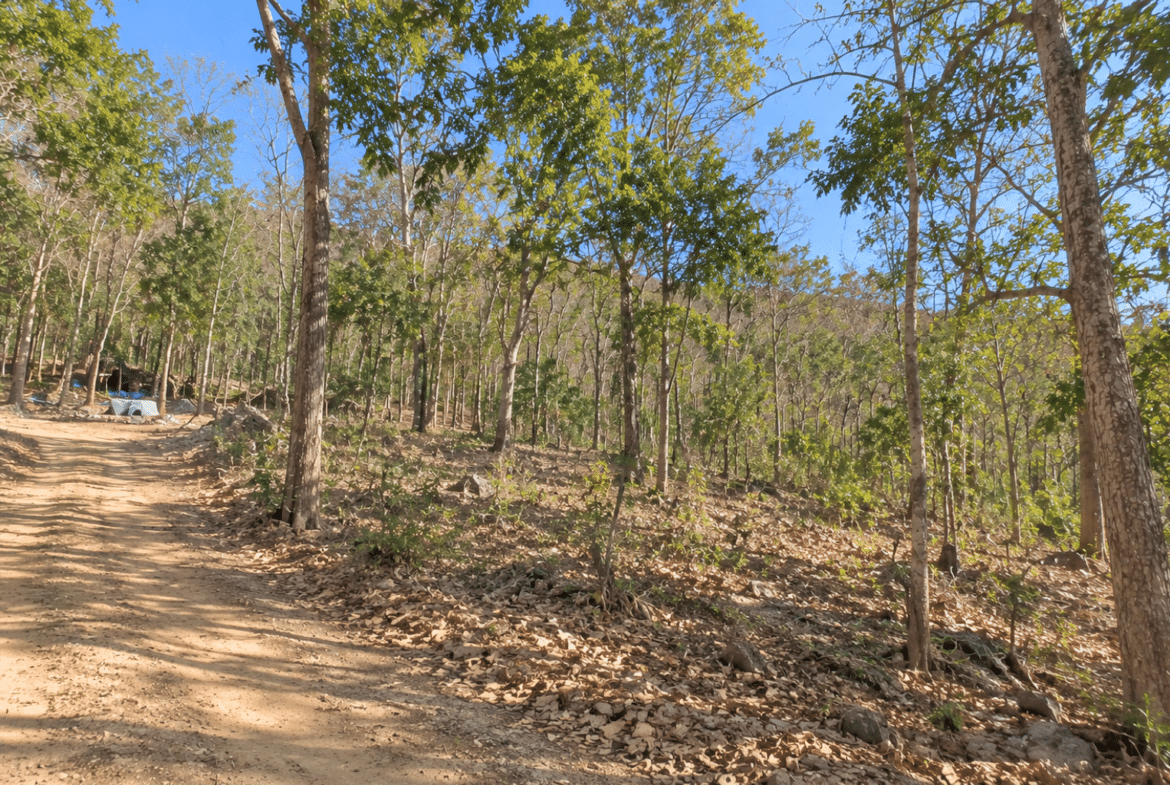 Wooded 0.12 Acres For Sale in Williford, AR! 100% Unrestricted!
