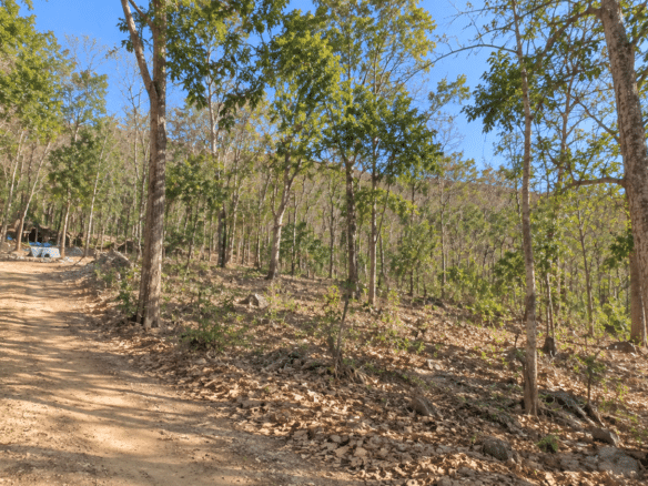 Wooded 0.12 Acres For Sale in Williford, AR! 100% Unrestricted!