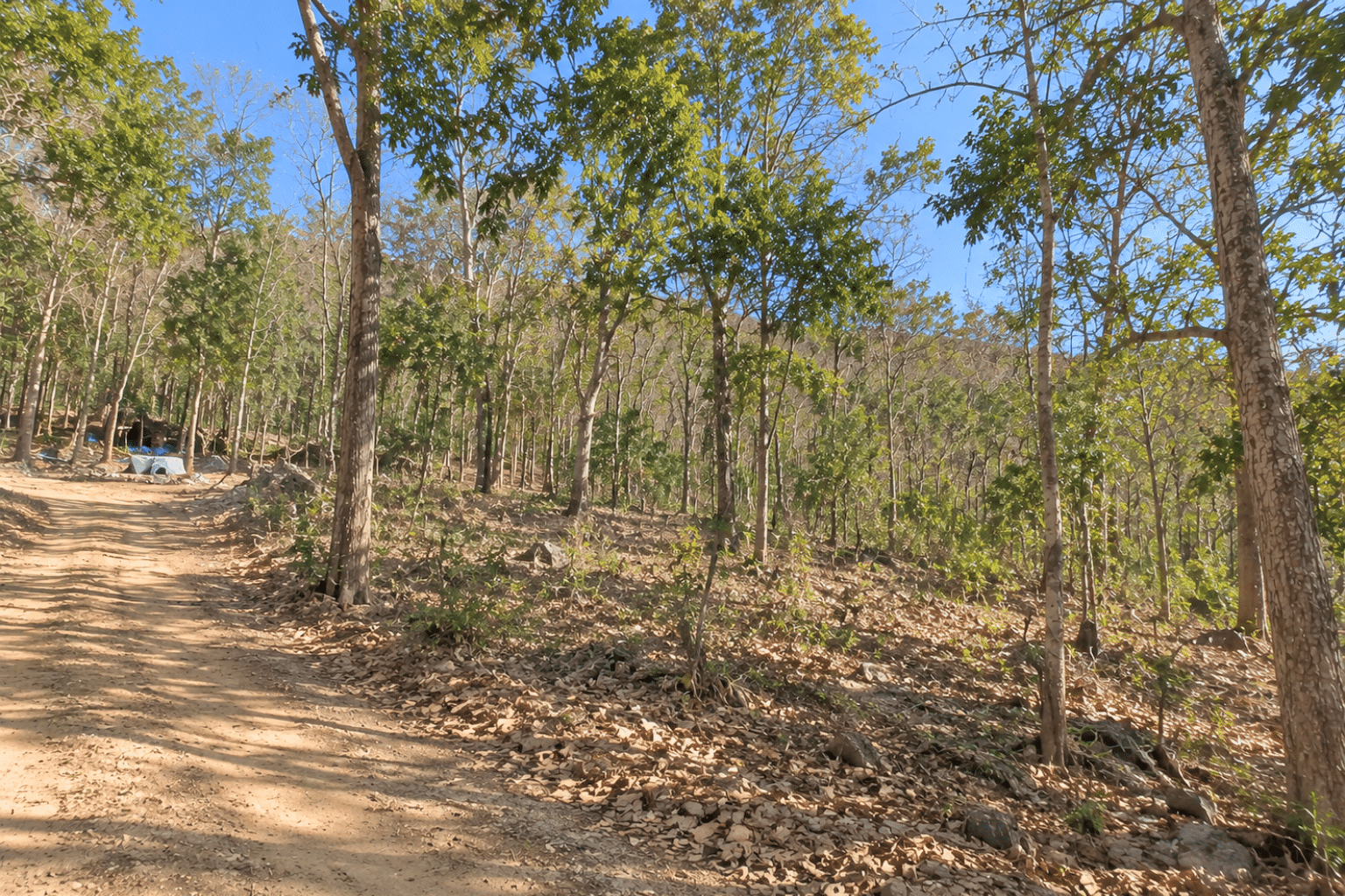 8 Wooded 0.12 Acres For Sale in Williford, AR! 100% Unrestricted!