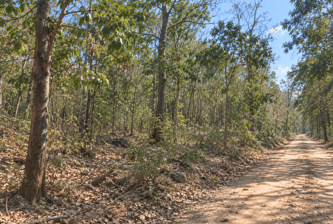 Wooded 0.12 Acres For Sale in Williford, AR! 100% Unrestricted!