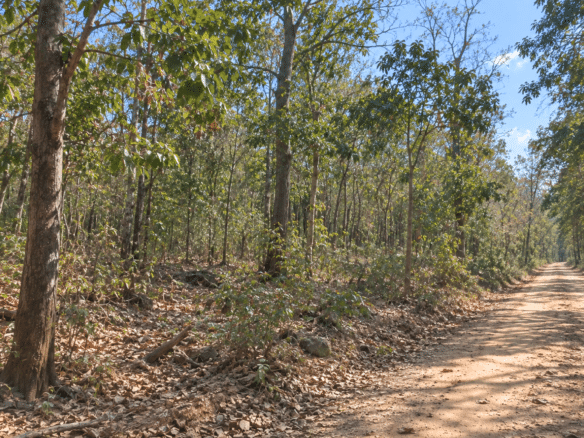 Wooded 0.12 Acres For Sale in Williford, AR! 100% Unrestricted!