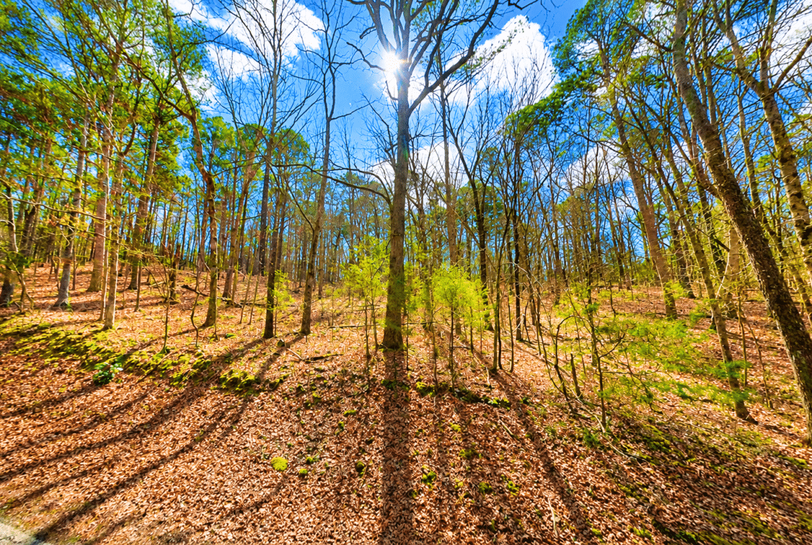 0.33-Acre Land for Sale in Ozarks, Arkansas