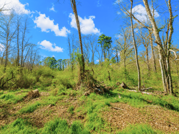 0.31 Acres with Highway Frontage & a Peaceful Creek!