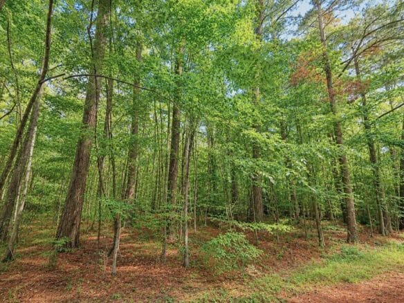 Wooded 1-Acre Land for Sale Near Brandon, Mississippi