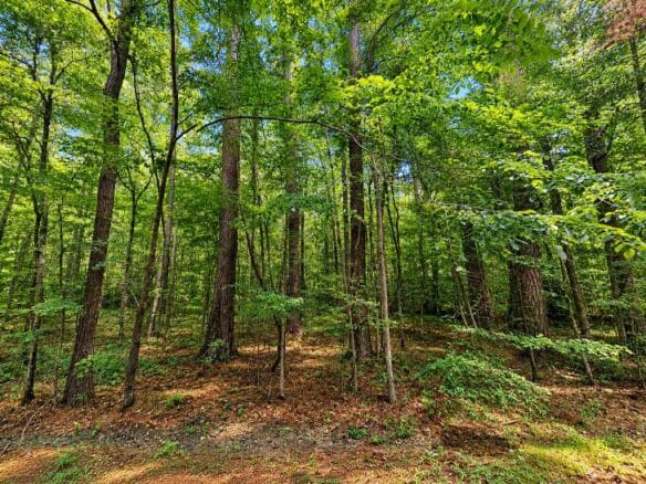 Wooded 1-Acre Land for Sale Near Brandon, Mississippi
