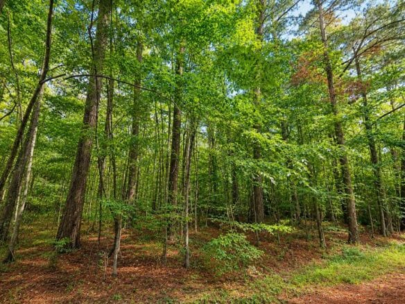Wooded 1-Acre Land for Sale Near Brandon, Mississippi
