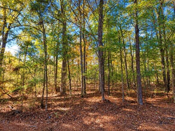 0.25-Acre Wooded Lot for Sale in Rankin County, MS!