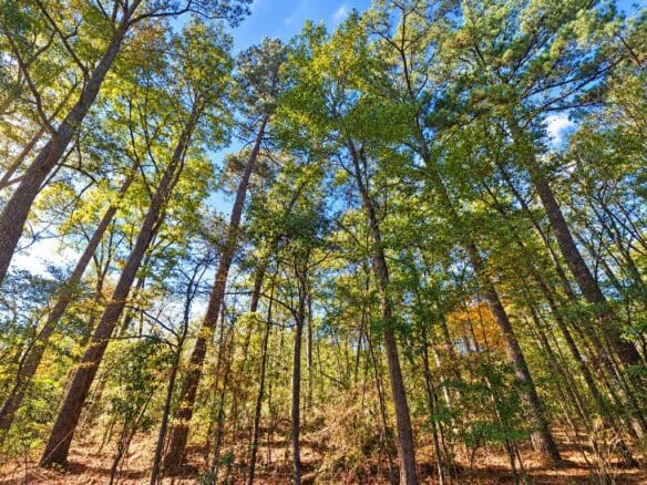 0.25-Acre Wooded Lot for Sale in Rankin County, MS!